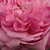 Rózsaszín - Történelmi - portland rózsa - Comte de Chambord